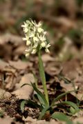 Dactylorhiza romana